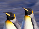 Pair of King Penguins with Rushing Water, South Georgia Island
