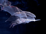 Leaf-nosed Fruit Bat Triple in Flight, Native to South America