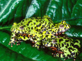Fire Belly Toad, Native to Northeast China