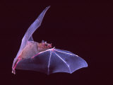 Buy Sanborn's Long-nosed Bat, Arizona, USA at AllPosters.com