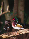 Buy Wood Duck, Florida, USA at AllPosters.com