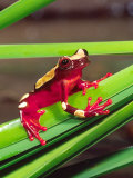 Clown Tree Frog, Native to Surinam, South America