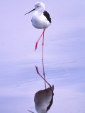 Black-winged Stilt, Tanzania