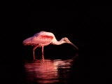 Roseate Spoonbill at Dawn, Everglades National Park, Florida, USA