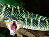 Malaysian Temple Viper, Native to Malaysia and Indonesia