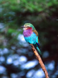 Lilac Breasted Roller, Tanzania