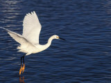Snowy Egret in Flight, Ding Darling NWR, Sanibel Island, Florida, USA