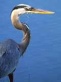 Doomed Great Blue Heron, Venice, Florida, USA