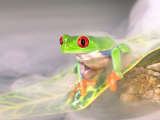 Red Eye Tree Frog in the Mist, Native to Central America