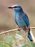 European Roller, Tanzania