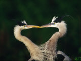 Great Blue Heron Pair, Venice, Florida, USA