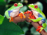 Red Eye Tree Frog Pair, Native to Central America