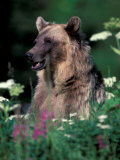 Buy Grizzly or Brown Bear, Glacier National Park, Montana, USA at AllPosters.com