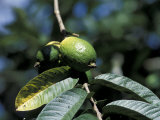 Buy Ripening Guava Fruit, Wilson Botanical Gardens, San Vito, Costa Rica at AllPosters.com