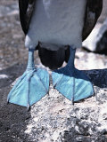 Feet of the Blue-footed Booby, Galapagos Islands, Ecuador