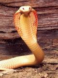 Albino Monocled Cobra, Native to SE Asia
