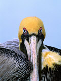 Male Brown Pelican in Breeding Plumage, Sanibel Island, Florida, USA