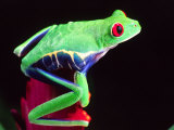 Red Eye Tree Frog on a Bromeliad, Native to Central America