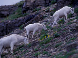 Mountain Goat, Glacier National Park, Montana, USA