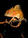Crested Chameleon, Native to Camerouns