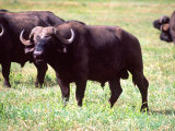 African Buffalo, Tanzania
