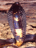 Black Pakistan Cobra, Native to Pakistan