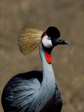 Grey Crowned Crane, Kenya