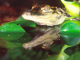 American Alligator, Native to South Eastern USA