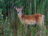 White-tailed Deer, National Bison Range, Montana, USA