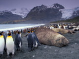 Elephant Seal and King Penguins, South Georgia Island, Antarctica