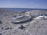 Buy Gray Whale Bones and Shell-Covered Beach, Baja, San Ignacio Bay, Mexico at AllPosters.com