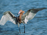 Reddish Egret Fishing in Shallow Water, Ding Darling NWR, Sanibel Island, Florida, USA
