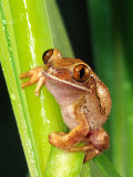 Brown Big Eye Tree Frog, Native to Tanzania