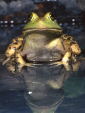 American Bullfrog, Native to USA