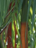 Buy Brightly Colored Orange and Green Bamboo Stalks, Dominical, Costa Rica at AllPosters.com