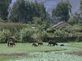 Boy Tending Pigs, Ecuador