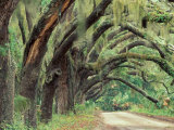 Live Oaks Covered in Spanish Moss and Ferns, Cumberland Island, Georgia, USA