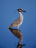 Yellow-crowned Night Heron Wading in Shallow Water, Ding Darling NWR, Sanibel Island, Florida, USA