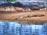 Nile Crocodile, Tanzania