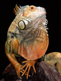 Green Iguana