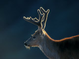 Buy Blacktail or Mule Deer, Olympic National Park, Washington, USA at AllPosters.com
