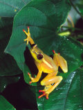 Hieroglyphic Reed Frog, Native to the Camerouns, Africa