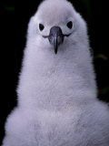 Grey-headed Albatross Chick, South Georgia Island, Antarctica