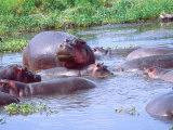 Group of Hippos in a Small Water Hole, Tanzania