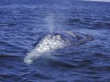 Gray Whale Back and Blow Hole, Baja, San Ignacio Bay, Mexico