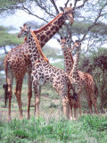 Giraffe Group or Herd with Young, Tanzania