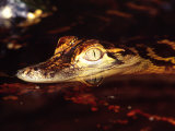 American Alligator, Native to South Eastern USA