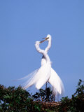 Great Egret in a Courtship Display, Florida, USA