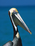 Male Brown Pelican in Breeding Plumage, Sanibel Island, Florida, USA