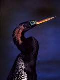 Anhinga, Snake Bird in Breeding Plumage, Everglades National Park, Florida, USA